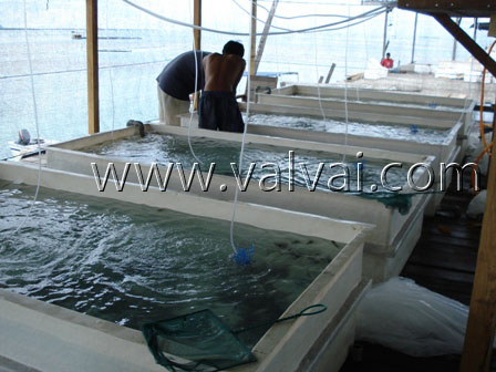 fish farm